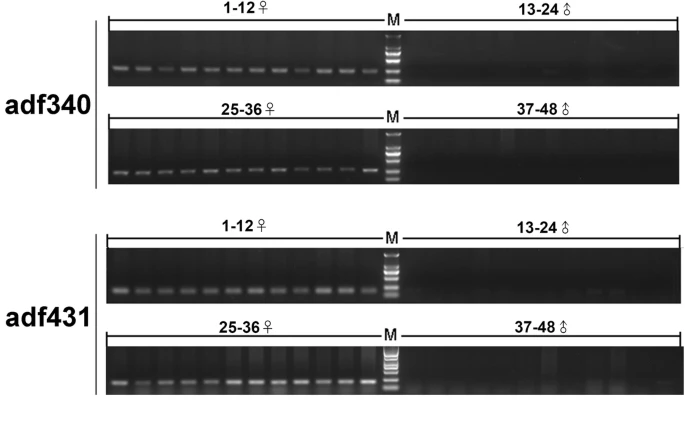 A. davidianus genetic markers