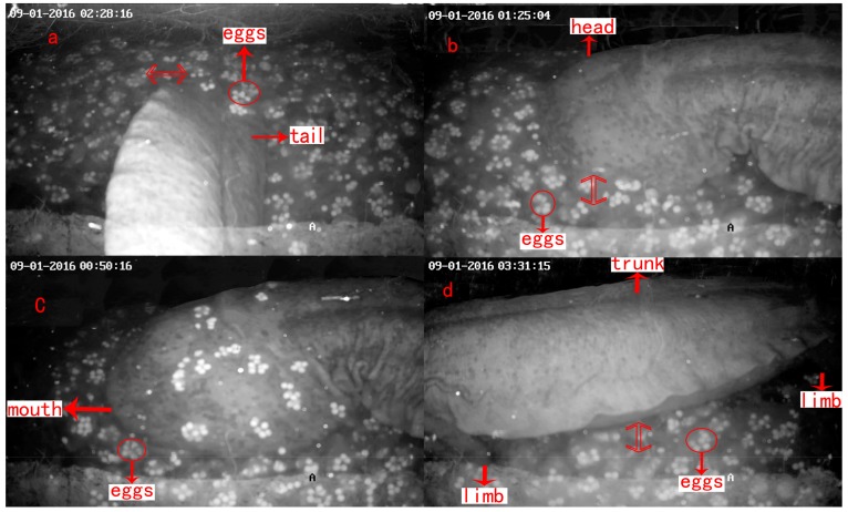 Chinese giant salamander parental behavior