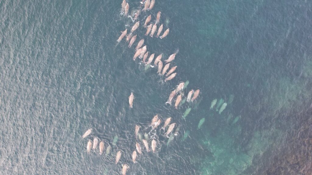 bird's eye view of a pod of dolphins swimming near the water surface