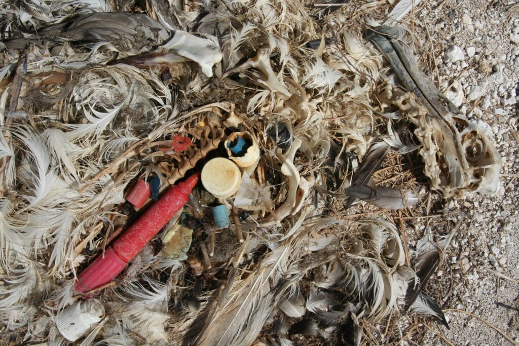 feather and skeletal remains of a seabird with plastic pieces in the stomach area