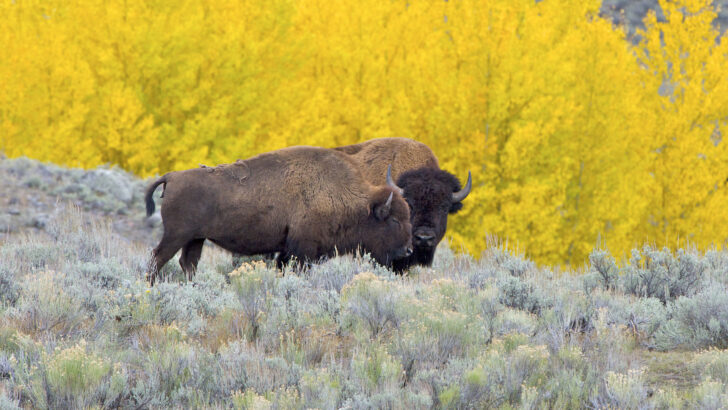 The Signs That a Bison Might Charge What to Watch For