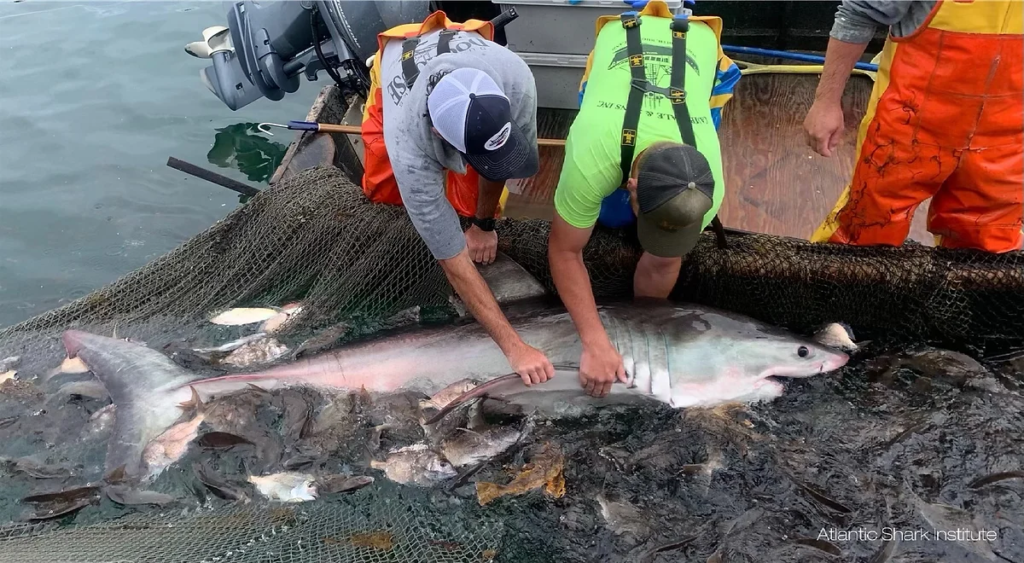 researchers on a small boat handling a shark on a net with fishes