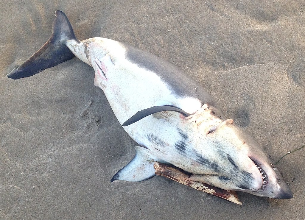 Beached Salmon Shark on the North-West Coast