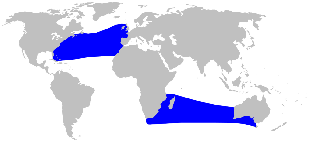 Distribution map of Mesoplodon mirus (True's beaked whale)