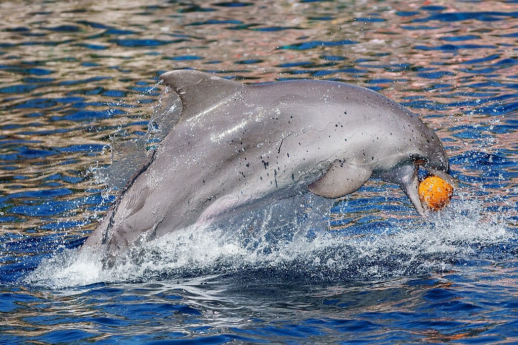 Dolphin playing with toy ball and jumping on the water