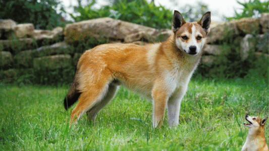 17 Quirky Dog Breeds With The Most Adorable Personalities