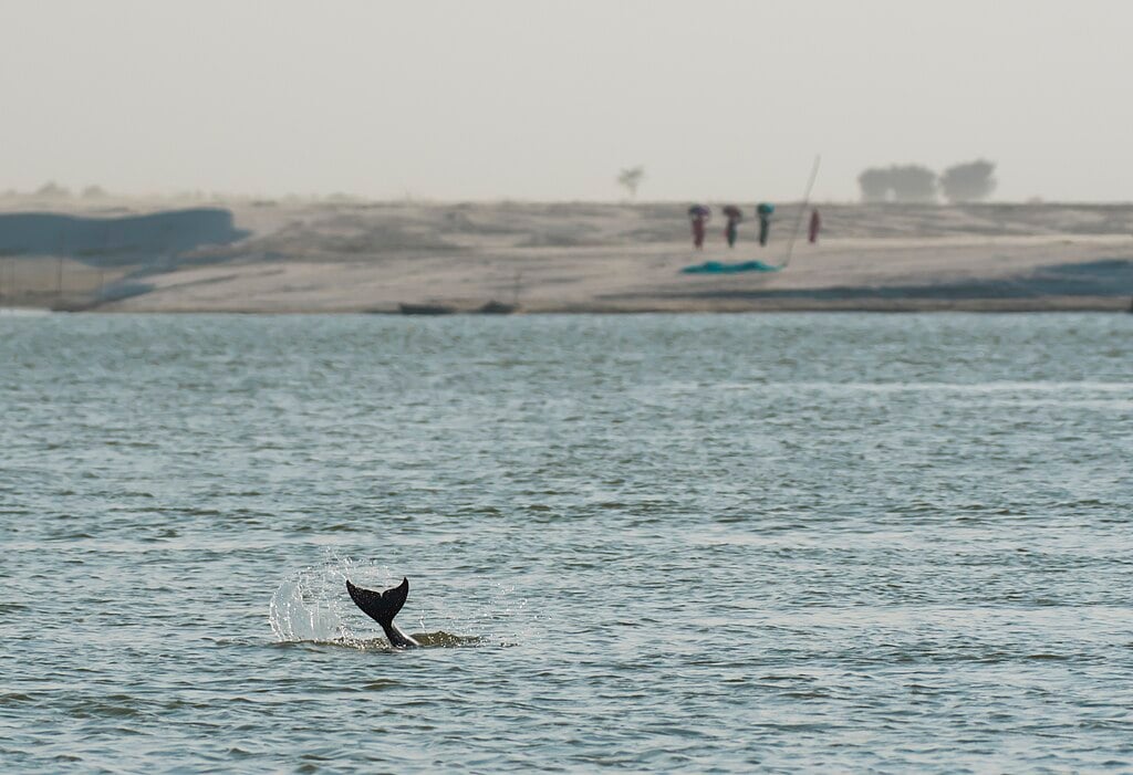 tail of a dolphin splashing some water above the water