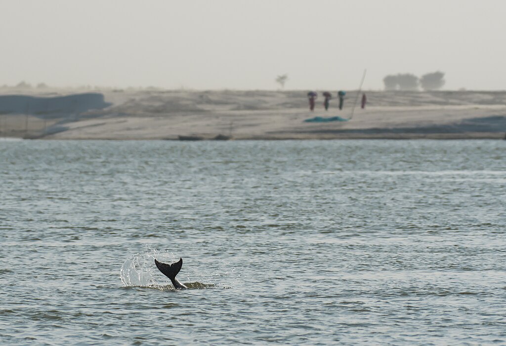 tail of a dolphin splashing some water above the water