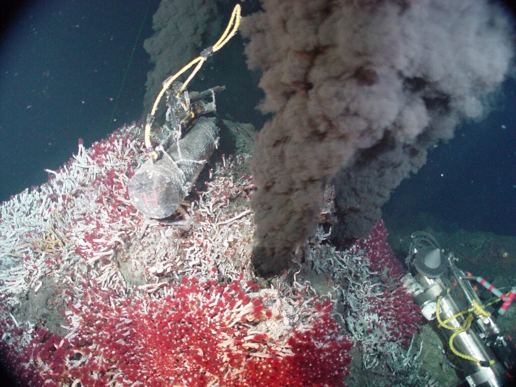 Giant tube worms at the base of a hydrothermal mount