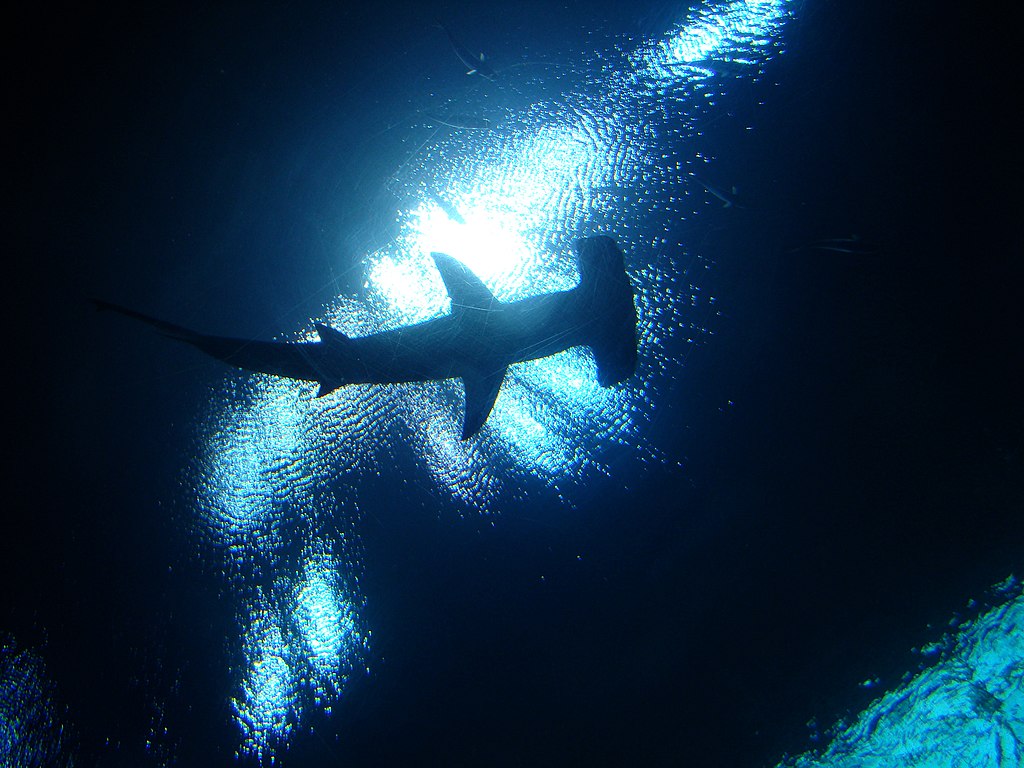Hammerhead silhouette with a dreamy background