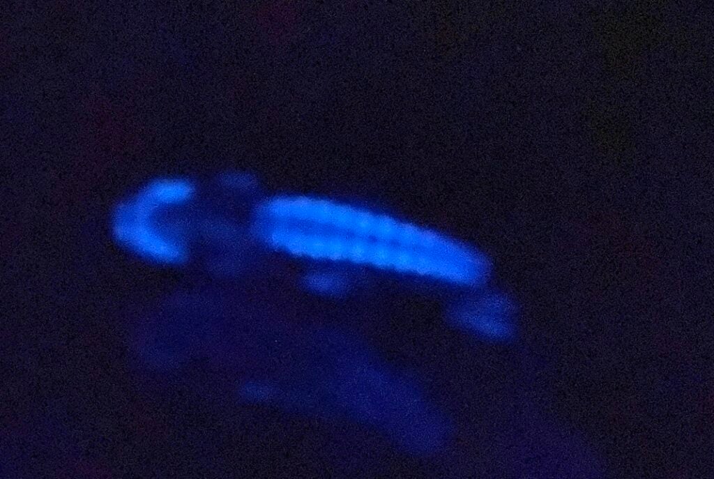 Ventral view of the hatchetfish Argyropelecus olfersii showing blue bioluminescence from photophores