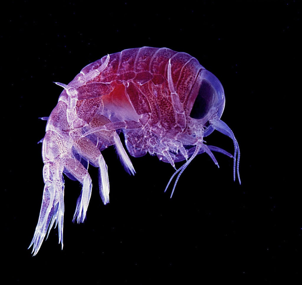 closeup image of an amphipod