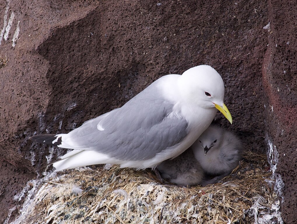 Kittiwake with two young chicks in its nest.