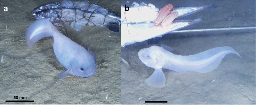Hadal snailfish in natural environment