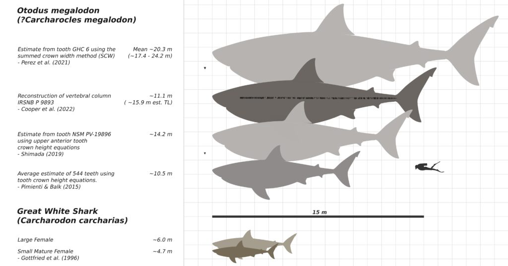 A size diagram comparing various size estimates for the extinct shark Otodus megalodon to Carcharodon carcharias (great white shark), and a human