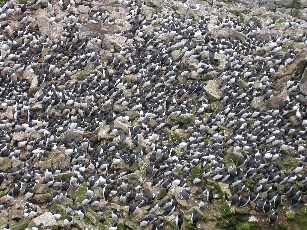 bird's eye view of Common Murre colony on the Farallon Islands