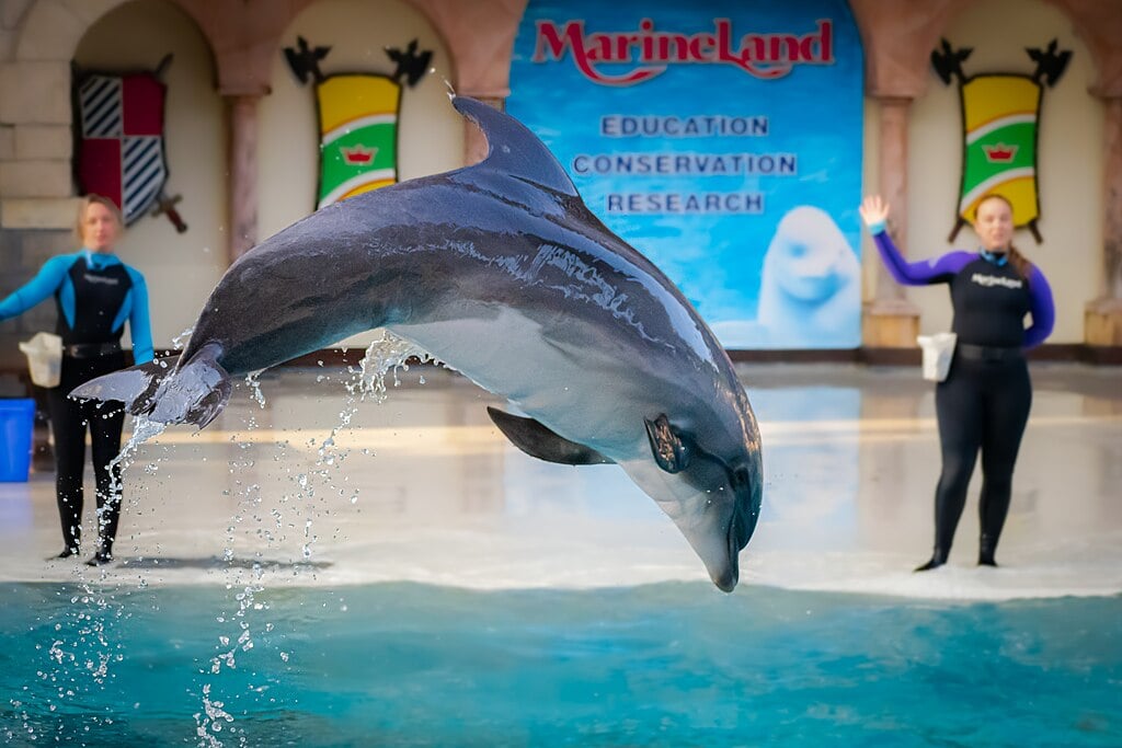 a performing captive dolphin on the foreground on two trainers at MarineLand