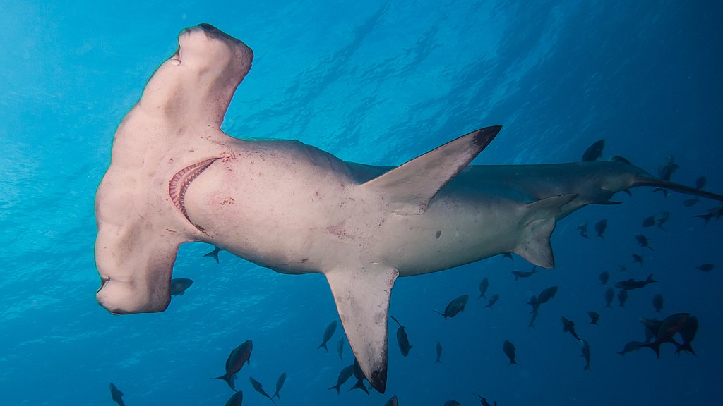 underside view of a Hammerhead shark showing distance between its eyes