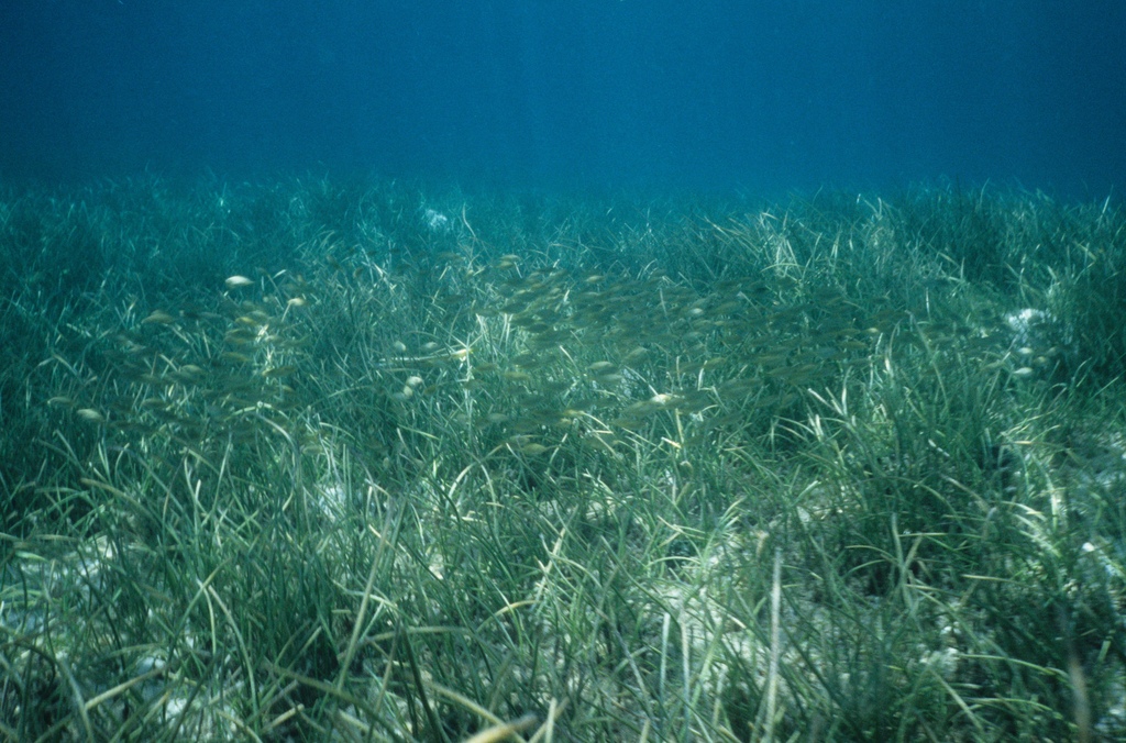 Seagrass bed in Fiji