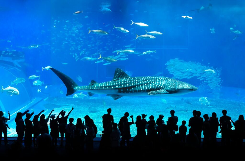 shark in an aquarium in Japan