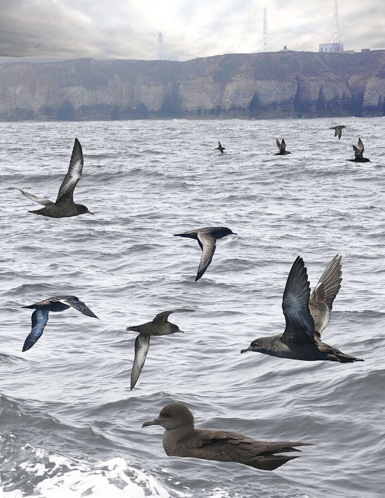 Sooty Shearwater from the Crossley ID Guide Britain and Ireland