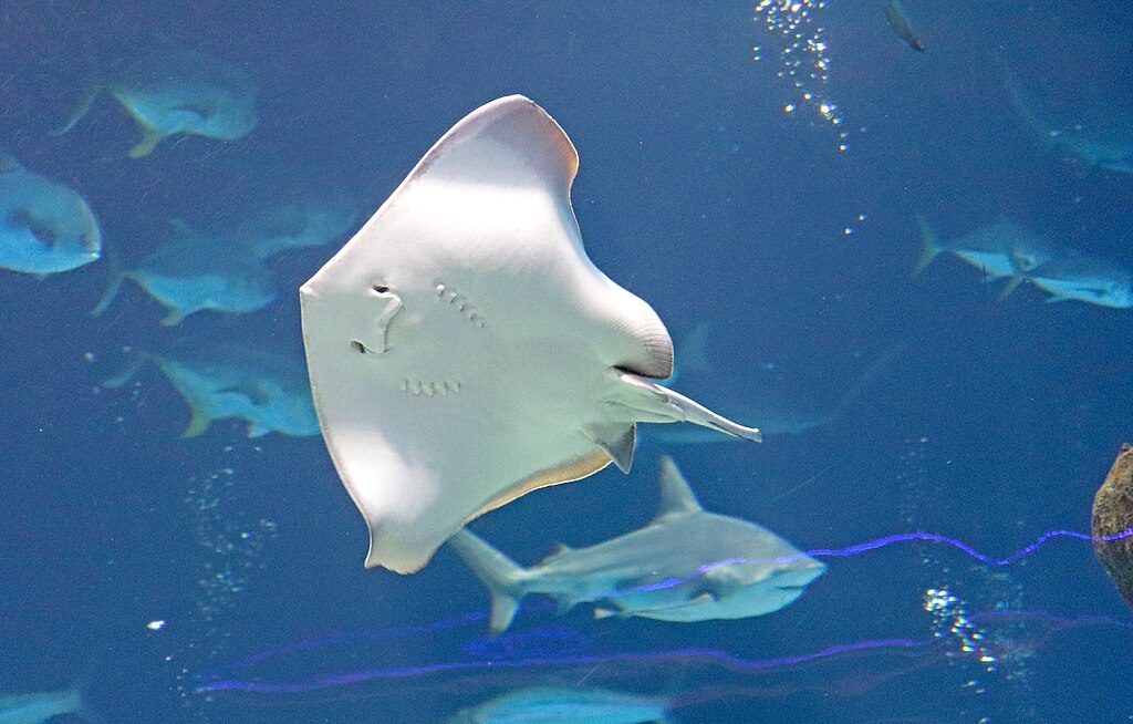 Stingray with shark and fish in the background