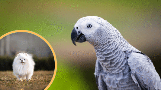 25 Pets That Secretly Live Longer Than Most Owners Realize