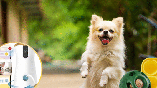 15 Dog Gadgets Every Smart Pet Owner Will Own by the End of 2025