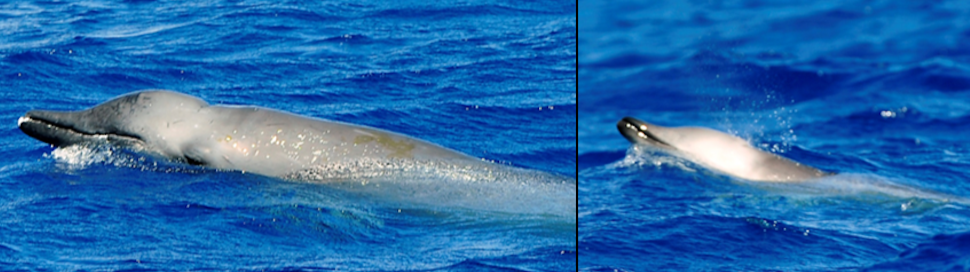 Surfacing patterns of True’s beaked whale