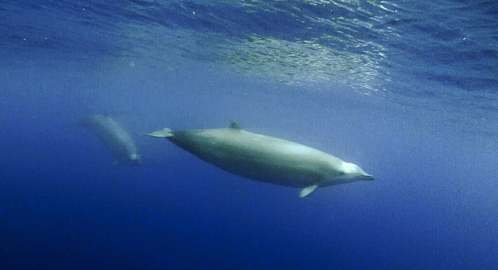 True’s beaked whale observed off Pico showing a pale blaze on the melon