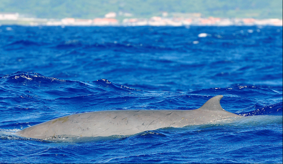 True’s beaked whale with fin above the water
