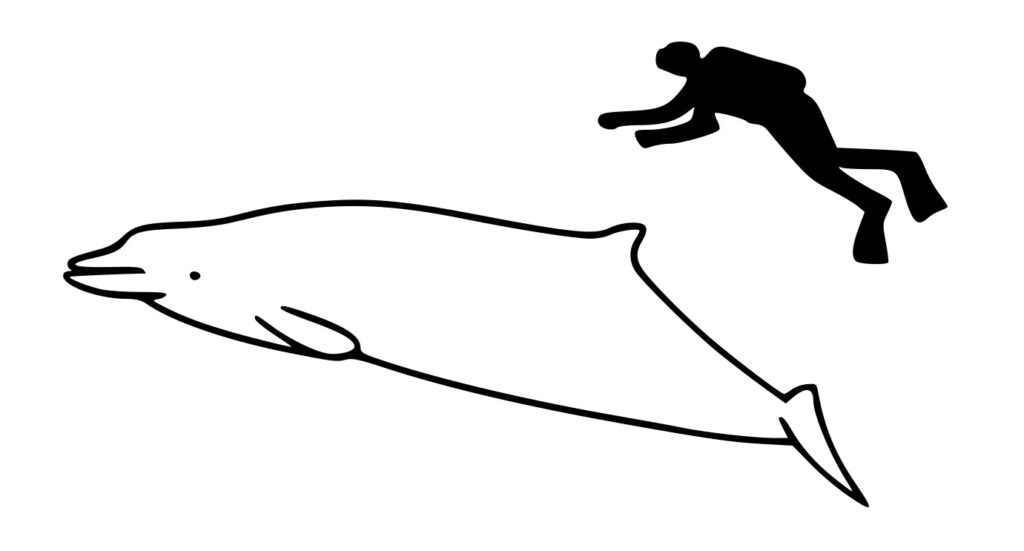illustration of a True's beaked whale vs human size