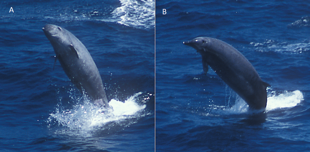 True's beaked whales' breaching in water