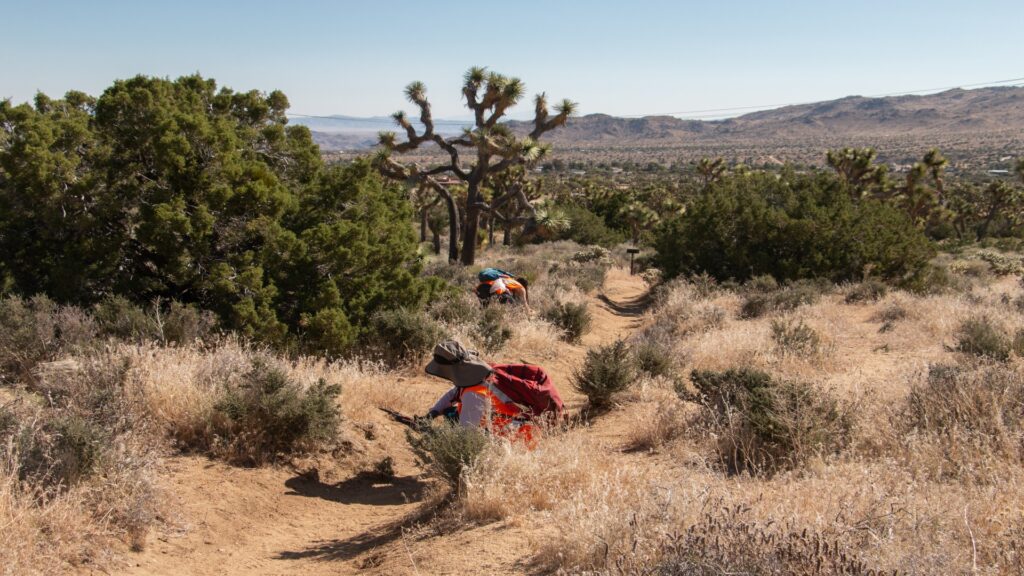 A delicate trail of dry grass stretches across the ground, capturing the essence of a sunlit, serene environment.
