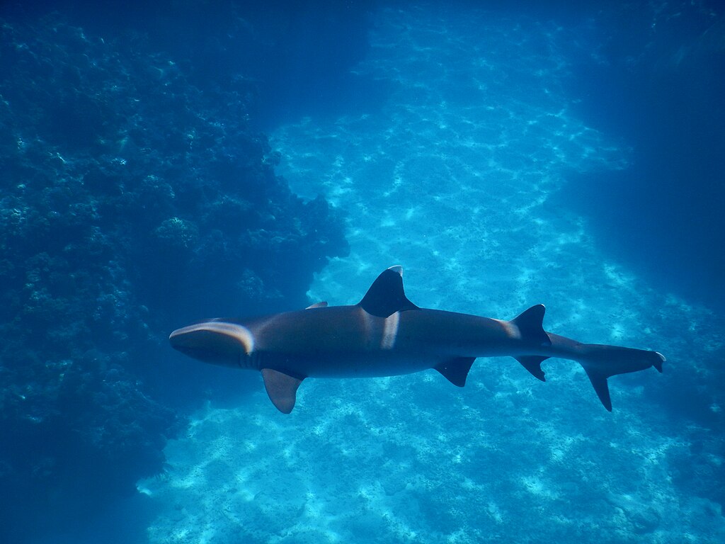 lone Whitetip reef shark in open sea