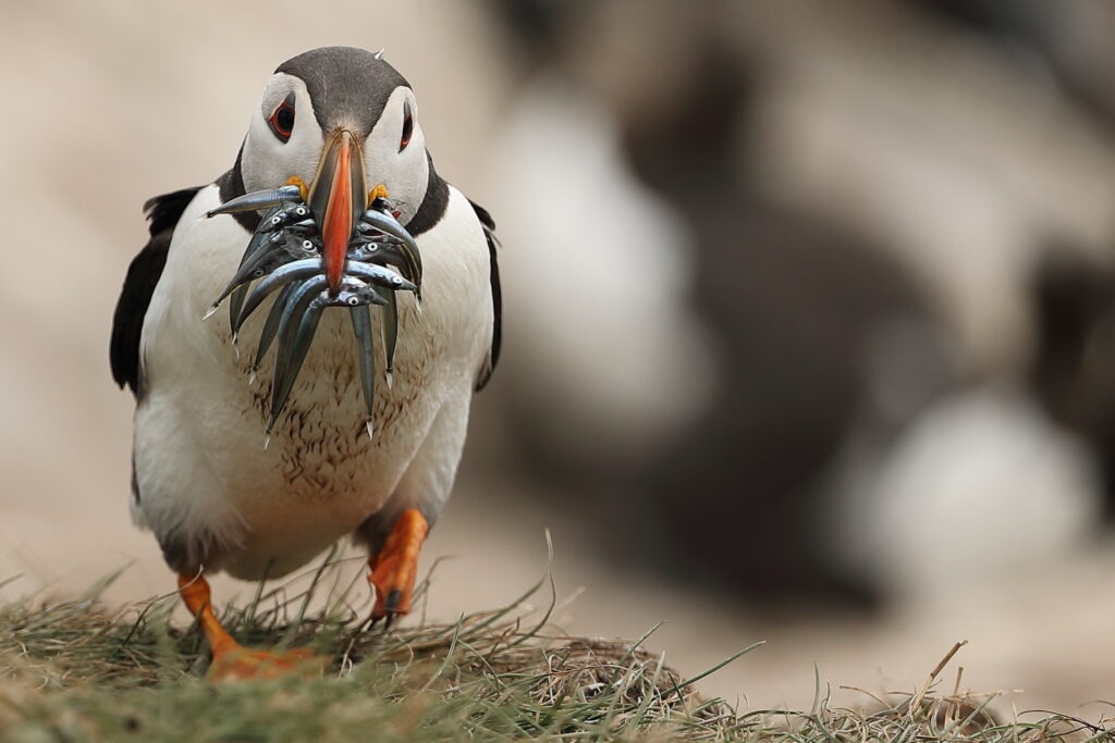 Atlantic puffin at Farne Island, with 12 sand eels in its mouth