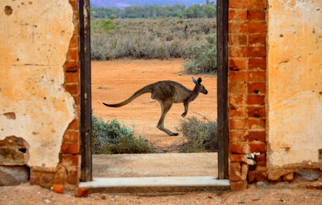 brown kangaroo jumping on brown concrete wall during daytime