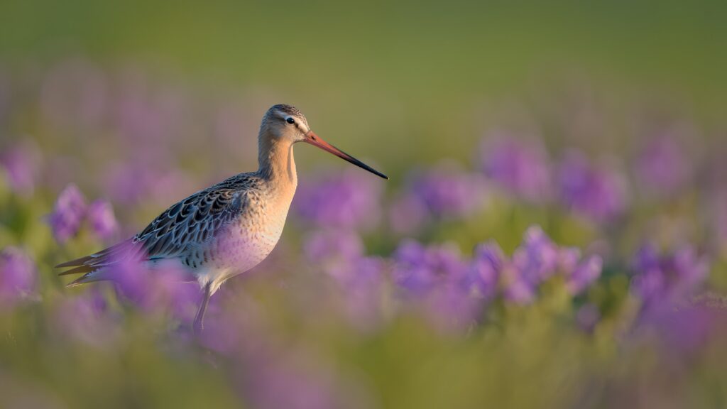 Bird stands in a field of purple flowers.