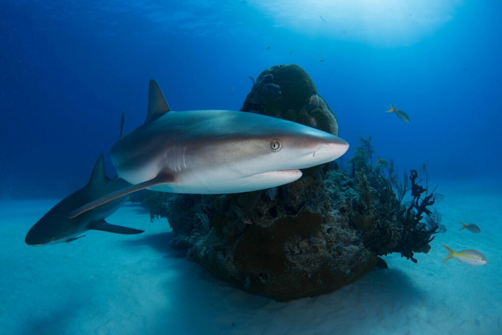 gray shark in body of water