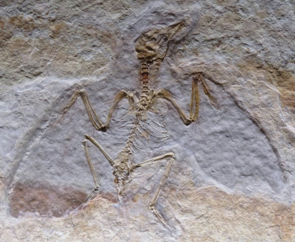 Big bird fossil