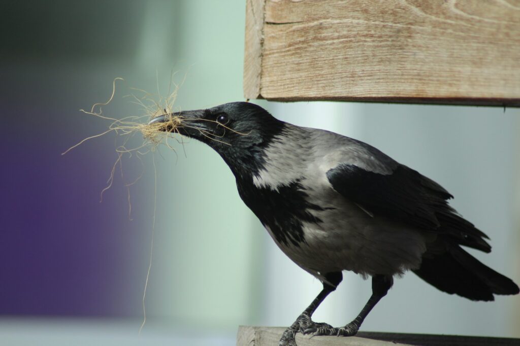 black and white bird on brown wooden fence