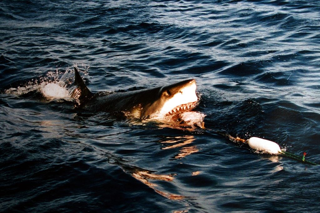 great white shark going to a bait on the surface of the water
