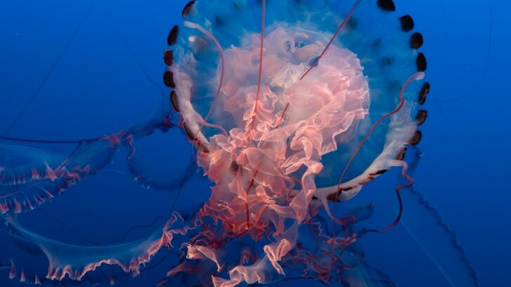 The Smallest Jellyfish in the World – Almost Completely Invisible