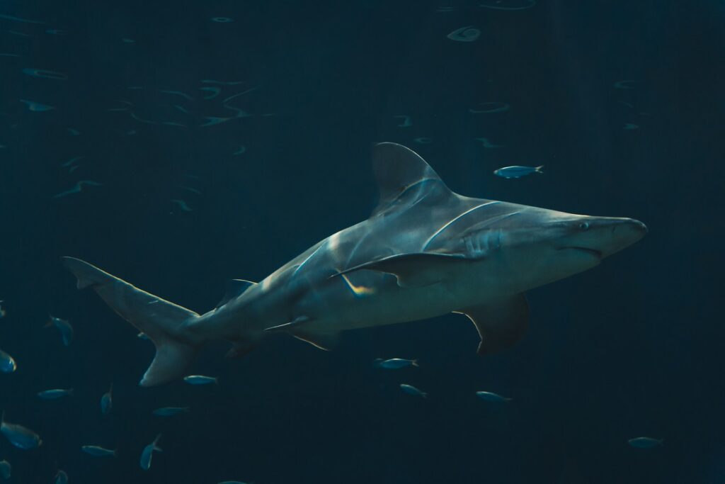 A large shark swimming in a large body of water