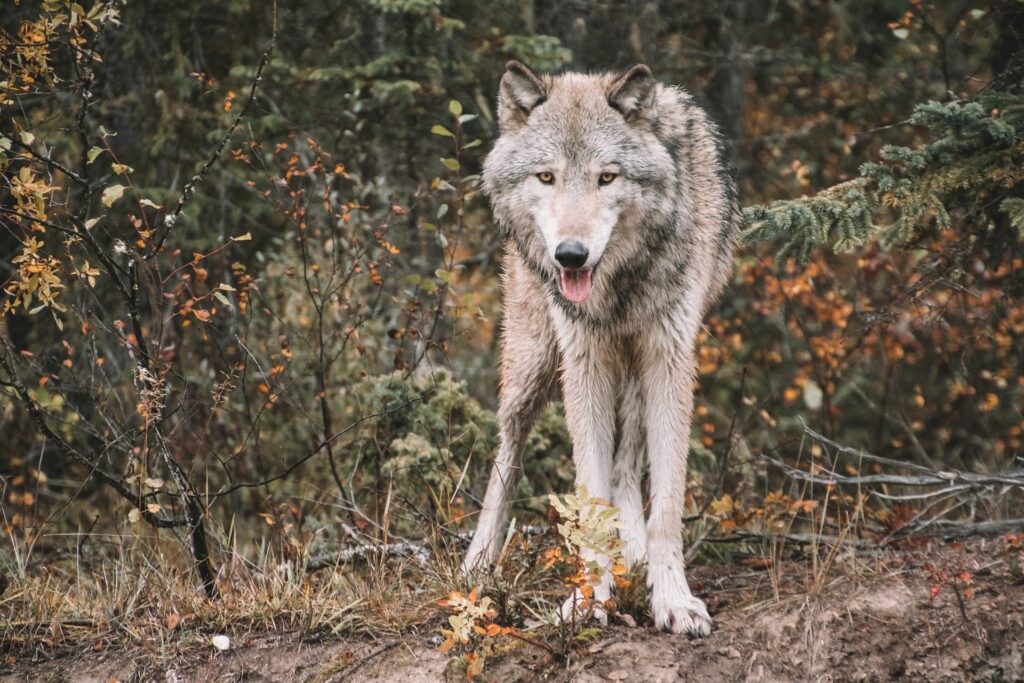 A majestic wolf pauses in the woods, its fur blending with the earthy tones of the forest floor and shadows of the trees.
