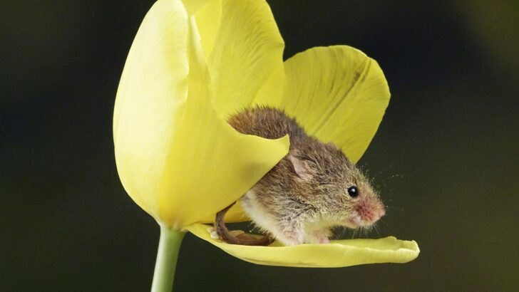 The Smallest Mammal in the World – It Can Fit on a Fingertip