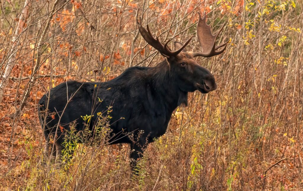  In a tranquil woodland, a moose with its antlers raised stands alert, blending harmoniously with the lush greenery around it.