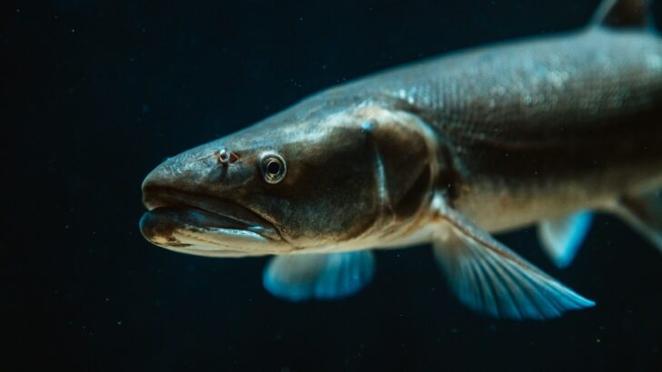 The Largest Freshwater Fish Ever Caught – It Shocked Scientists