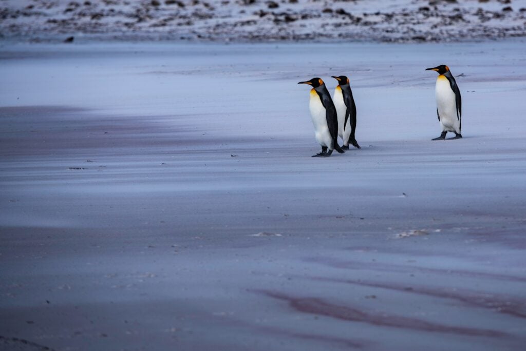 penguins on beach during daytime