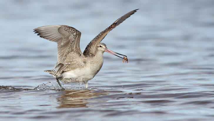 The Bird That Can Fly the Farthest Without Stopping